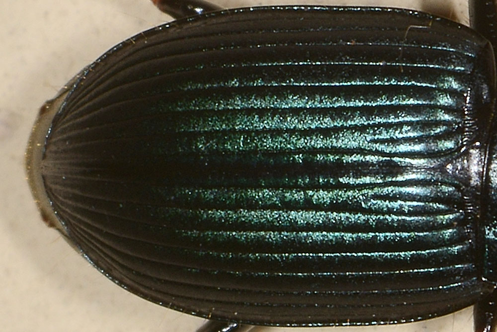 Harpalus sp.?  S !, Harpalus honestus  (Carabidae)